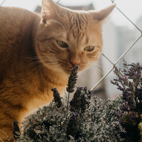 Orange tabby cat sweetly smelling lavender blossoms